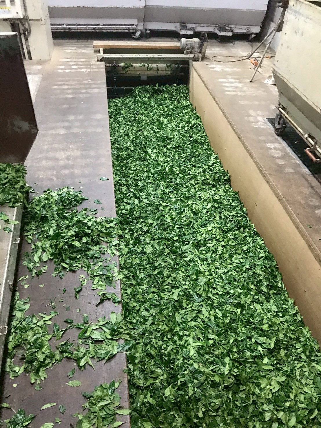 碾茶工場での加工風景